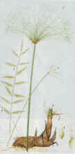 Ciperus papirus